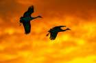 USA, New Mexico, Bosque Del Apache National Wildlife Refuge. Sandhill crane landing at sunset. Art Print
